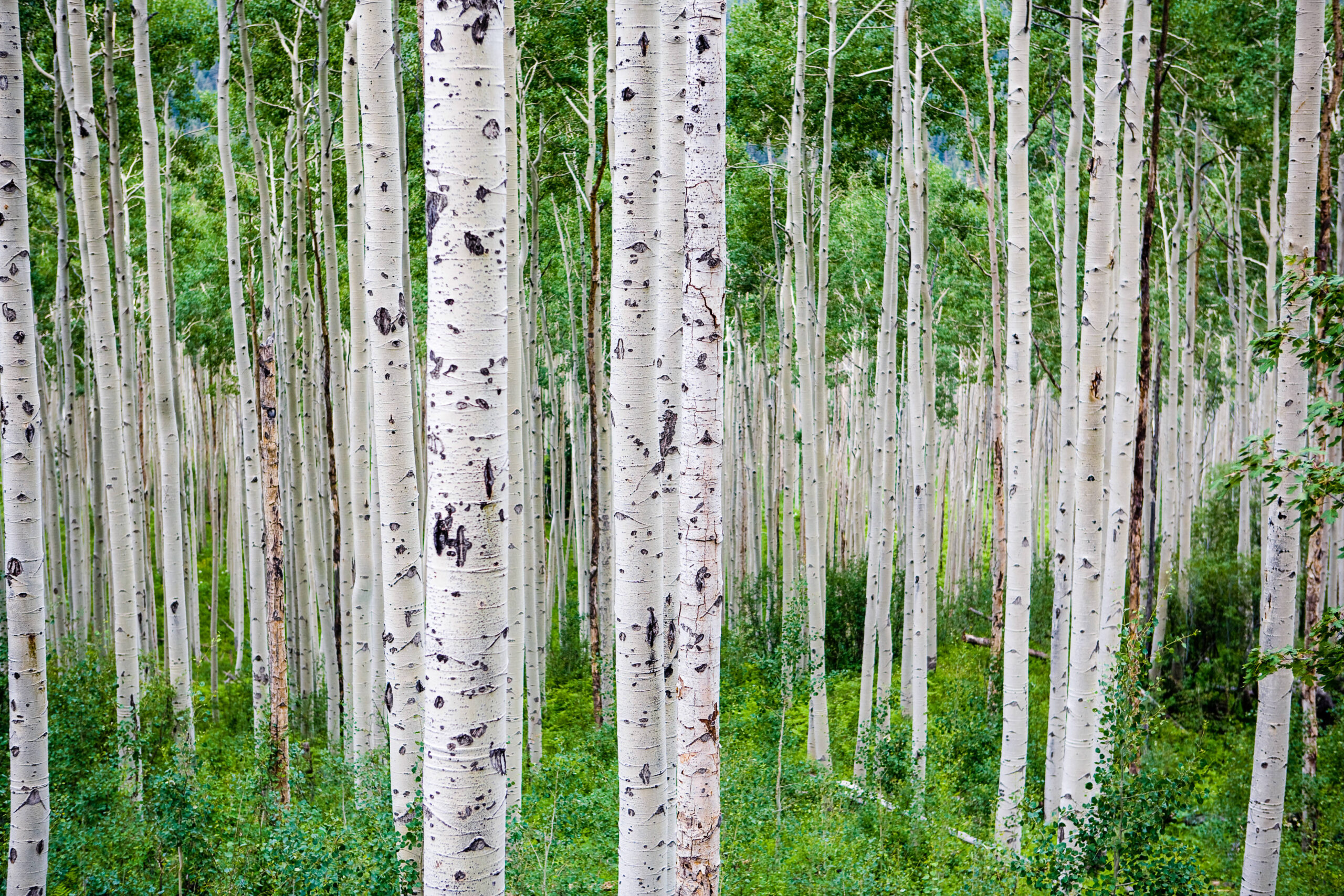 A dense forest of tall, slender aspen trees with white bark and dark markings stands over a green understory of grass and small plants. The scene shows closely spaced trunks extending vertically.